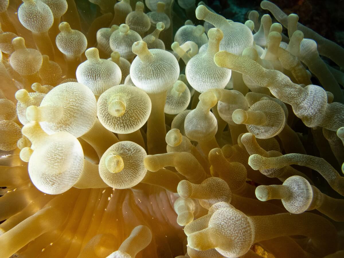 bubble tip anemone