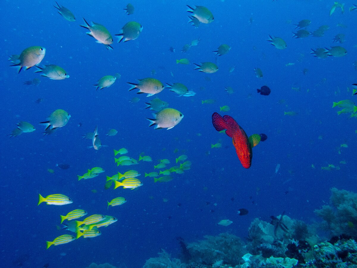 clouds of smaller reef fish